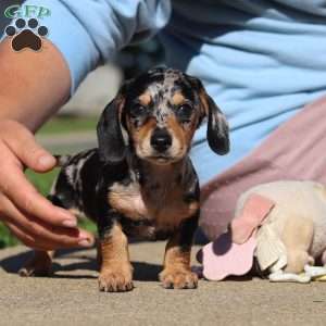 Barney, Dachshund Puppy